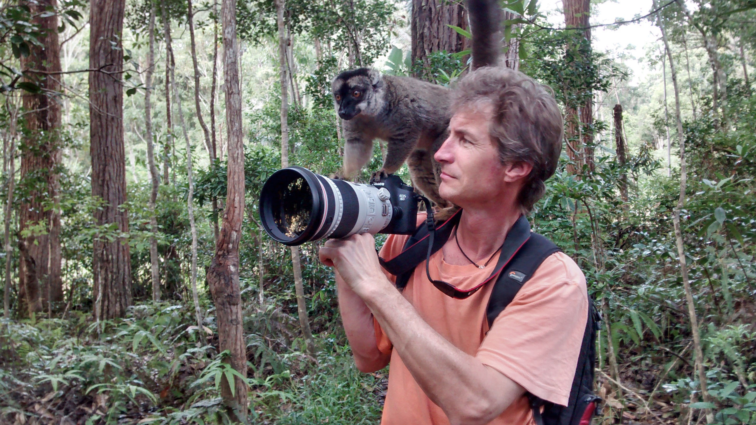 Behinderung der Arbeit durch Lemuren in Madagaskar